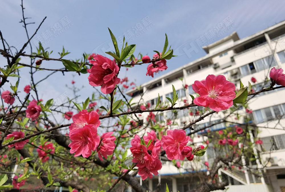 桂林鴻程花團錦簇，滿園春色，邀您一起共賞春景，共商大計！